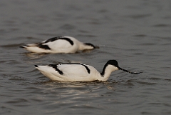 David Plant Photography - Wildlife Photography - Avocet - B